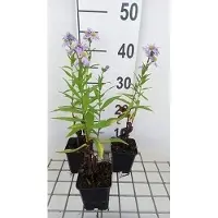 GRDplanten 6 x Aster n.-b. 'Dauerblau' - Aster d'automne - Pot 9 x 9 cm