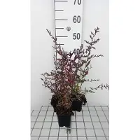GRDplanten 6 x Aster lateriflorus 'Lady In Black' - Aster d'automne - Pot 9 x 9 cm