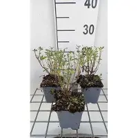 GRDplanten 6 x Salvia greggii 'Blue Note' - Mousse étoilée - Pot de 9 x 9 cm