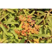 GRDplanten 6 x Euphorbia griffithii 'Dixter' - Euphorbe - pot 9 x 9 cm
