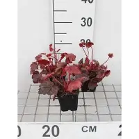 GRDplanten 6 x Heuchera hybr. 'Autumn Leaves' - Cloches pourpres - pot 9 x 9 cm