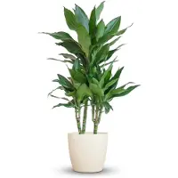 Green Boutiq - Plante d'intérieur - Dracaena Janet Craig - Vert - Peu d'entretien - 1 Plante - avec Pot Potter Blanc - Pot 21cm - Hauteur 90-100cm