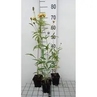 GRDplanten 6 x Coreopsis tripteris - Oeil de fille - pot 9 x 9 cm