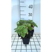 GRDplanten 6 x Monarda hybr. 'Fireball' - ortie indienne - pot 9 x 9 cm