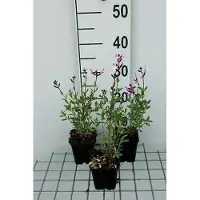 GRDplanten 6 x Salvia greggii 'Joy' - Mousse étoilée - pot 9 x 9 cm