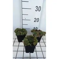 GRDplanten 6 x Sempervivum hybr. 'Othello' - racine domestique - pot 9 x 9 cm