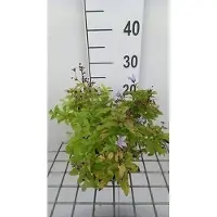 GRDplanten 6 x Campanula lact. 'Senior' - Menthe de montagne - pot 9 x 9 cm
