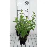 GRDplanten 6 x Pycnanthemum muticum - Pycnanthemum - Pot 9 x 9 cm