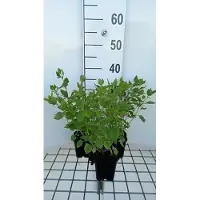 GRDplanten 6 x Calamintha grandiflora ( clinopodium grand.) - Menthe de montagne - pot 9 x 9 cm