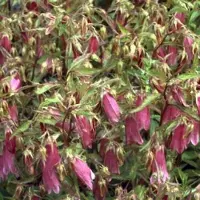 GRDplanten 6 x Campanula hybr. 'Elizabeth' - Menthe de montagne - pot 9 x 9 cm