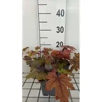 GRDplanten 6 x Heucherella hybr. 'Sweet Tea' - fleur de mousse bâtarde - pot 9 x 9 cm