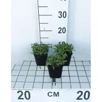 GRDplanten 6 x Sanguisorba off. 'Tanna' - Pimpinelle - pot 9 x 9 cm