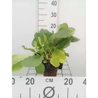GRDplanten 6 x Bergenia cordifolia - pseudodictamnus - pot 9 x 9 cm