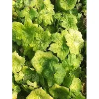 GRDplanten 6 x Podophyllum hybr. 'Spotty Dotty' - Podophyllum - Pot 9 x 9 cm