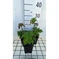GRDplanten 6 x Teucrium hyrcanicum - Gamander - pot 9 x 9 cm