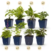 Green Boutiq - Kit de bordure - Ombre - 24 plantes vivaces - 3 m² - Couleurs variées - Peu d'entretien - Pot de 11 cm