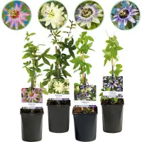 Green Boutiq GreenboutiQ - Fleurs de Passions - Passiflora Rainbow - Fleurs Rose Blanc Violet Vert - Peu d'entretien - 4 plantes - Pot 11cm Hauteur 40cm
