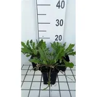 GRDplanten 6 x Cichorium intybus - Wegwarte - Topf 9 x 9 cm