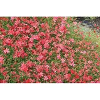 GRDplanten 6 x Coreopsis hybr. 'Limerock Ruby' - il de fille - pot 9 x 9 cm