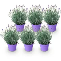 Green Boutiq - Tuinplant - Lavandula angustifolia Munstead - Lavendel - Winterhard - Paars - 6 Planten - Pot 12cm - Hoogte 15-25cm