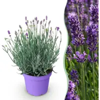 Green Boutiq - Tuinplant - Lavandula angustifolia Munstead - Lavendel - Winterhard - Paars - 1 Plant - Pot 12cm - Hoogte 15-25cm