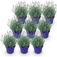 Green Boutiq - Tuinplant - Lavandula angustifolia Hidcote - Lavendel - Winterhard - Paars - 9 Planten - Pot 12cm - Hoogte 15-25cm