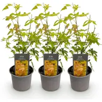 Green Boutiq - Tuinplant - Acer palmatum Orange Dream - Oranje - 3 Planten - Bladverliezend - Weinig Onderhoud - Pot 12cm Hoogte 35cm
