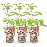 Green Boutiq - Fruitplanten - Japanse Wijnbes - Rubus Phoenicolasius - Winterhard - 3 Planten - Pot 9 cm - Rode Bes