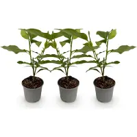 Green Boutiq - Plante de jardin - Magnolia sieboldii - Fleurs blanches et rouges - 3 plants - À feuilles caduques - Peu d'entretien - Pot de 12 cm, hauteur 30 cm