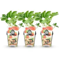 Green Boutiq - Plantes fruitières - Fraise - Fragaria Maxim - Résistante au froid - 3 plants - Pot de 9 cm - Fraise rouge