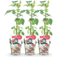 Green Boutiq - Fruitplanten - Taybes - Rubus Tayberry - Winterhard - 3 Planten - Pot 9 cm - Rode Bes