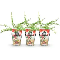 Green Boutiq - Fruitplanten - Blauwe Bes - Vaccinium macrophylla Early Black - Winterhard - 3 Planten - Pot 9 cm - Donker Rode Bes