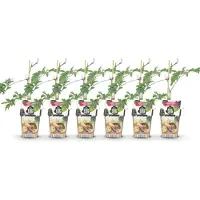 Green Boutiq - Plantes fruitières - Mûrier à feuilles persistantes - Rubus Thornless Evergreen - Résistant au froid - 6 plants - Pot de 9 cm - Mûre noire