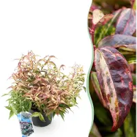 Green Boutiq - Tuinplant - Leucothoe Makijaz - Bruin - 1 Plant - Groenblijvend - Weinig Onderhoud - Pot 17cm Hoogte 45cm