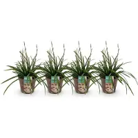 Green Boutiq - Siergrassen - Carex morrowii Irish Green - Groen & Geel - 4 Planten - Bladhoudend - Weinig Onderhoud - Pot 17cm Hoogte 50cm