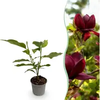 Green Boutiq - Plante de jardin - Magnolia Genie - Fleurs violettes - 1 plante - À feuilles caduques - Peu d'entretien - Pot de 12 cm, hauteur 30 cm