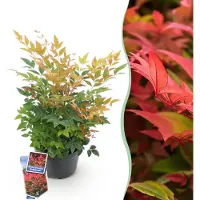Green Boutiq - Tuinplant - Nandina Gulfstream - Oranje - 1 Plant - Groenblijvend - Weinig Onderhoud - Pot 17cm Hoogte 45cm