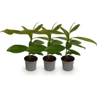 Green Boutiq - Tuinplant - Magnolia grandiflora - Bloem Wit - 3 Planten - Bladhoudend - Weinig Onderhoud - Pot 12cm Hoogte 30cm