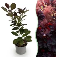 Green Boutiq - Plante de jardin - Cotinus coggyria Royal Purple - Violet - 1 plante - À feuilles caduques - Peu d'entretien - Pot de 12 cm, hauteur 35 cm
