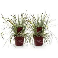 Green Boutiq - Siergrassen - Carex oshimensis Evergold - Geel & Groen - 2 Planten - Bladhoudend - Weinig Onderhoud - Pot 17cm Hoogte 50cm