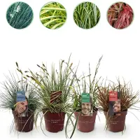 Green Boutiq - Graminées ornementales - 4 plantes - Bleu - Jaune - Vert - Rouge - À feuillage persistant - Peu d'entretien - Pot de 17 cm - Hauteur 50 cm