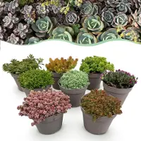 Green Boutiq - Plante couvre-sol - Résistante au froid - Mélange alpin - 8 plantes - Couleurs variées - Peu d'entretien - Pot de 14 cm, hauteur 17 cm