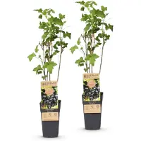 Green Boutiq - Arbre fruitier - Ribes nigrum Ben Nevis - Plante à baies - Rustique - Cassis - 2 plants - Pot de 15 cm - Hauteur 50 cm