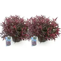 Green Boutiq - Tuinplant - Leucothoe Burning Love - Rood - 2 Planten - Groenblijvend - Weinig Onderhoud - Pot 17cm Hoogte 45cm