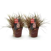 Green Boutiq - Siergrassen - Uncinia rubra Everflame - Rood - 2 Planten - Bladhoudend - Weinig Onderhoud - Pot 17cm Hoogte 50cm