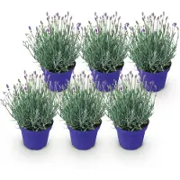 Green Boutiq - Tuinplant - Lavandula angustifolia Hidcote - Lavendel - Winterhard - Paars - 6 Planten - Pot 12cm - Hoogte 15-25cm