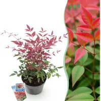 Green Boutiq - Tuinplant - Nandina Obsessed - Rood - 1 Plant - Groenblijvend - Weinig Onderhoud - Pot 17cm Hoogte 45cm