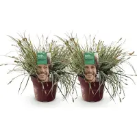 Green Boutiq - Siergrassen - Carex oshimensis Everest - Wit en Groen - 2 Planten - Bladhoudend - Weinig Onderhoud - Pot 17cm Hoogte 50cm