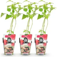 Green Boutiq - Fruitplanten - Framboos - Rubus idaeus Ottawa - Winterhard - 3 Planten - Pot 9 cm - Rode Framboos