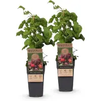 Green Boutiq - Fruitplant - Rubus phoenicolasius - Japanse wijnbes - Winterhard - Fel Rode Framboos - 2 Planten - Pot 15cm - Hoogte 50cm